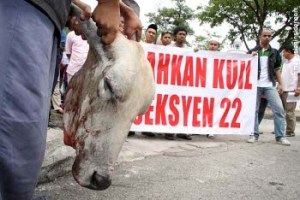 shah-alam-cow-aug28 shah-alam-cow-aug28