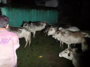 Cattle Rescue at Kulti