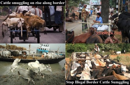 Stop illegal Cattle Smuggling