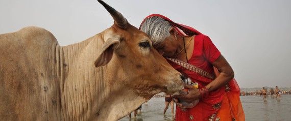 A woman worships a cow as Indian Hindus offer prayers to the River Ganges, holy to them during the Ganga Dussehra festival in Allahabad, India, Sunday, June 8, 2014. Allahabad on the confluence of rivers the Ganges and the Yamuna is one of Hinduismâs holiest centers. (AP Photo/Rajesh Kumar Singh) | ASSOCIATED PRESS