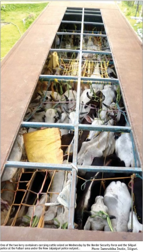 Cattle Fulbari Seize 21 May 2015