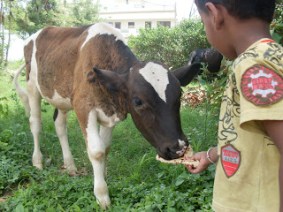 Feeding to cows is considered a very sacred work in India.