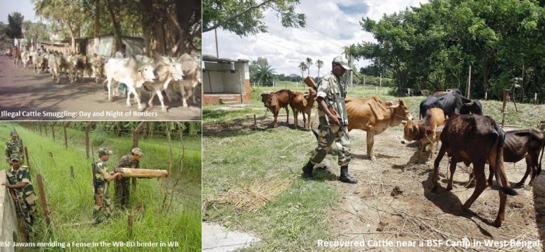 Cattle smuggling in WB