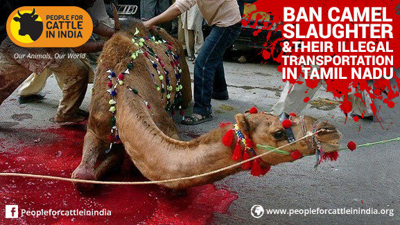 OQOBsdbGZYnfUfO-800x450-noPad