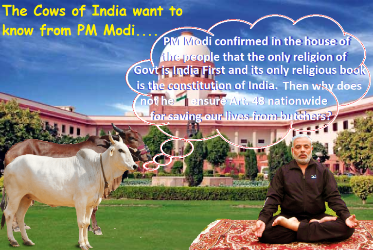 the-cows-of-india-want-know-from-pm-modi