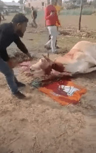 Cow Slaughter on BJP Flag in Manipur