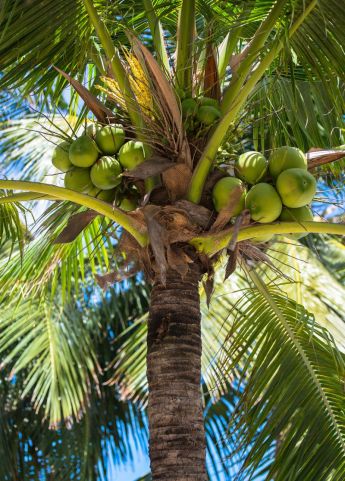 Coconut-Tree