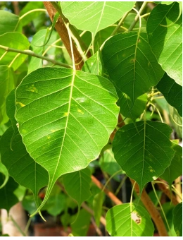 Peepal Tree