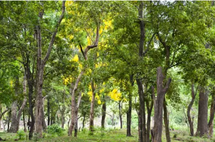 Sandalwood Forest