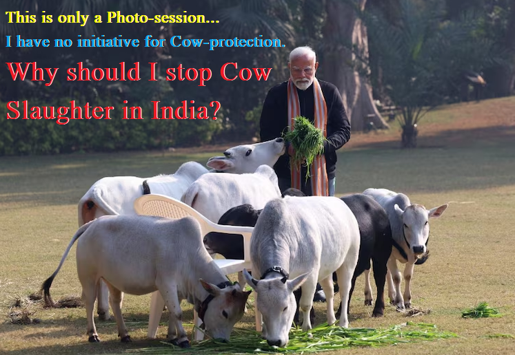 Modi and Cows