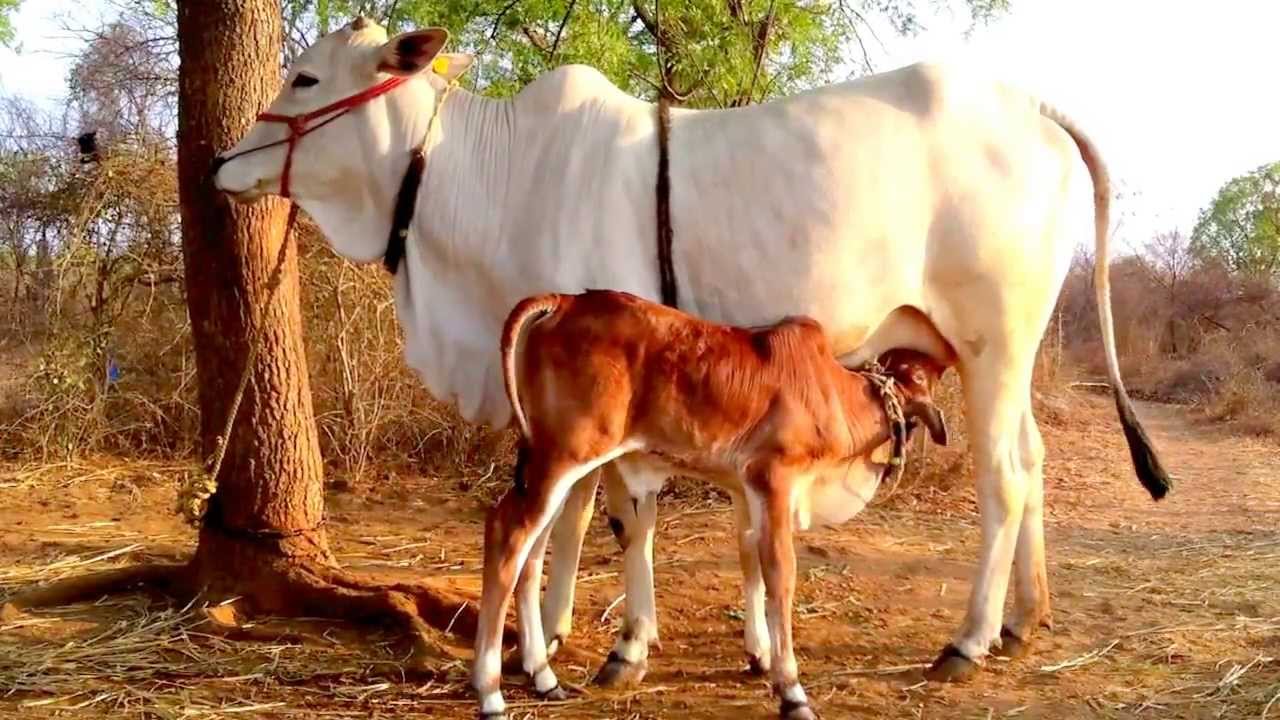 indian-cow-and-calf